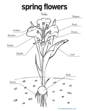 Tulip Diagram Coloring Page