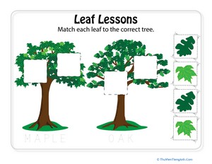 Types of Leaves