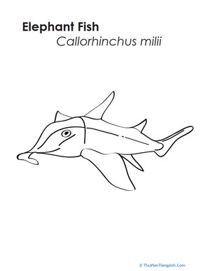 Elephant Fish Coloring Page