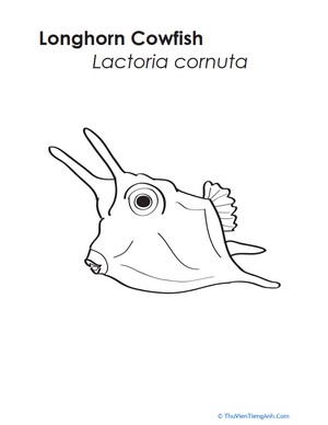 Longhorn Cowfish Coloring Page