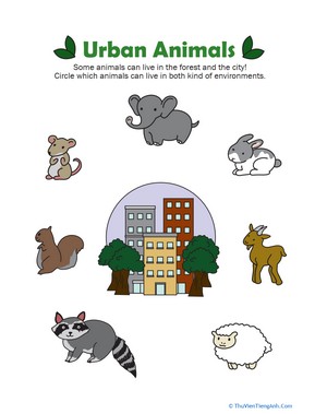 Urban Animals