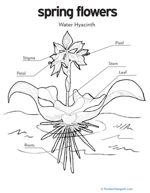 Water Hyacinth Coloring Page
