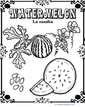 Watermelon in Spanish
