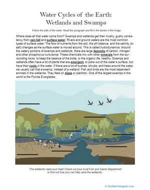 Wetlands and Swamps