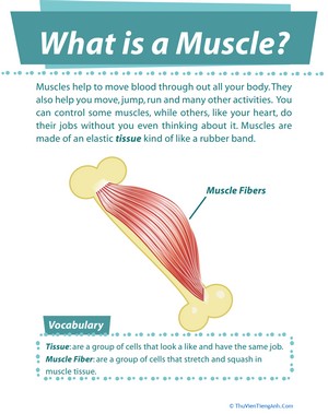 What is Muscle?
