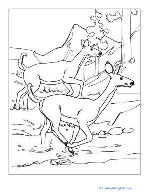 White-Tailed Deer Coloring Page