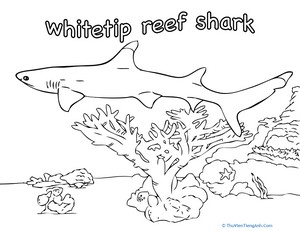 Whitetip Reef Shark Coloring Page