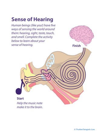5 Senses: Ear Maze