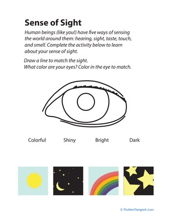 5 Senses: Sight Matching