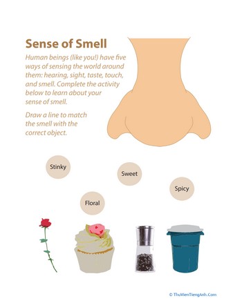 5 Senses: Smell Matching