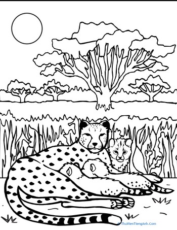Color the Cheetah Family