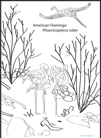 American Flamingo Coloring Page