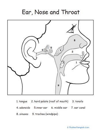 Human Anatomy: Ear, Nose, Throat