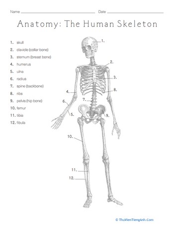 Anatomy: The Human Skeleton