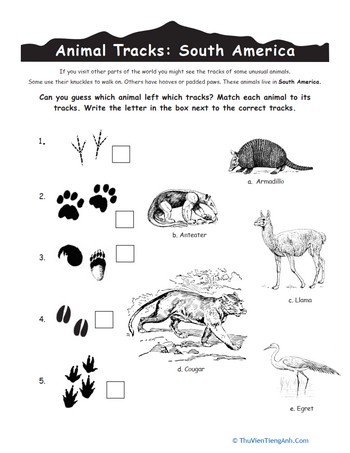 Animal Tracks: South America