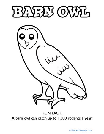 Barn Owl Coloring Page