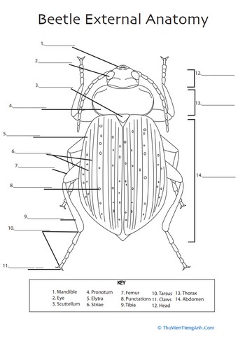 Beetle Anatomy