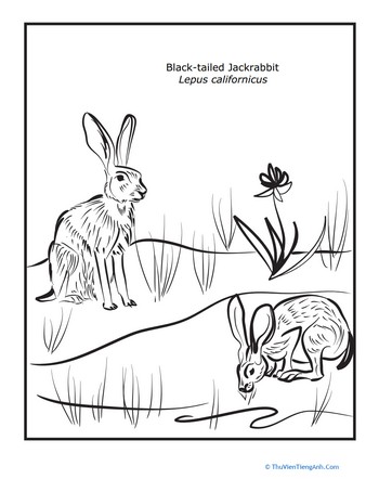 Black-tailed Jackrabbit