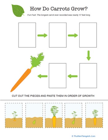 Explore the Life Cycle of a Carrot