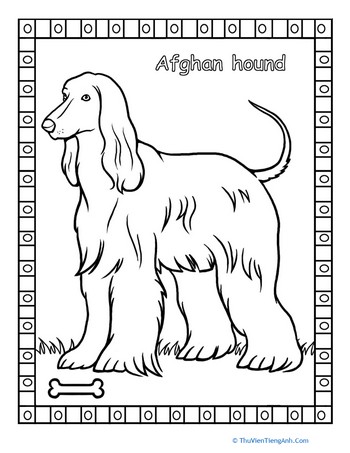 Afghan Hound Coloring Page