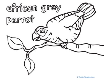 African Grey Parrot Coloring Page
