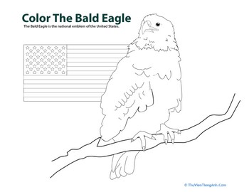 Color the Bald Eagle