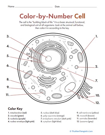 Color by Number: Cell