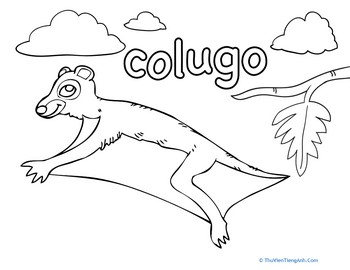 Color the Flying Colugo