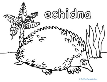 Cute Echidna Coloring Page