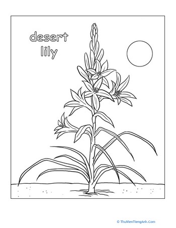 Desert Lily Coloring Page