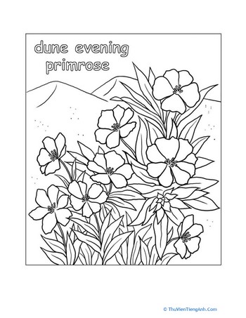 Color the Dune Evening Primrose