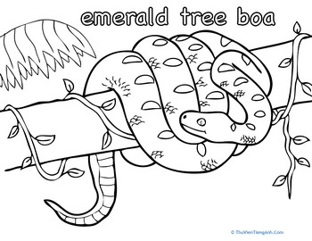 Boa Constrictor Coloring Page: Emerald Tree Boa