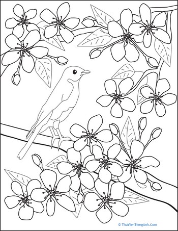 Color the Flowers: Cherry Blossoms