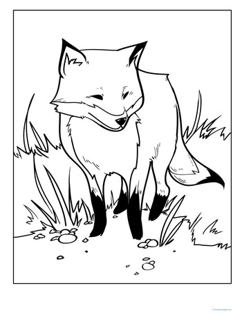 Color the Fox