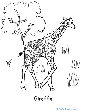 Color the Giraffe