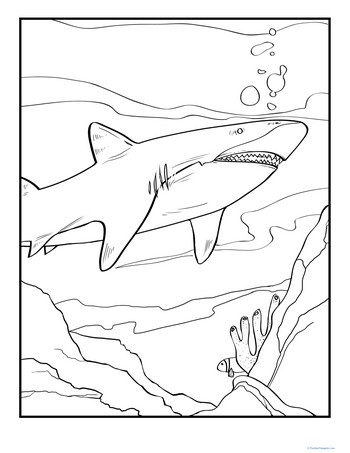 Great White Coloring Page