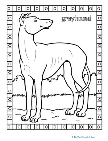 Greyhound Coloring Page