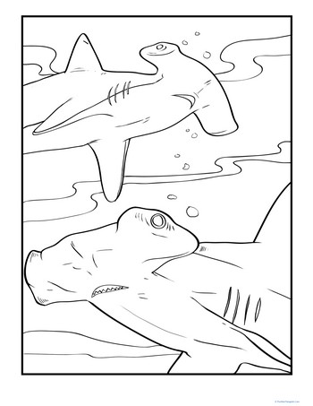Hammerhead Coloring Page