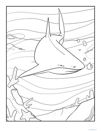 Color the Hunting Shark