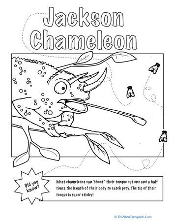 Color the Jackson Chameleon