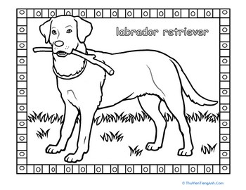 Labrador Coloring Page