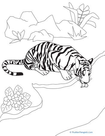 Drinking Tiger Coloring Page