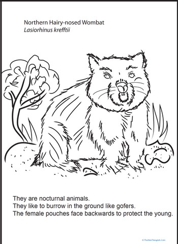 Color and Learn: Wombat