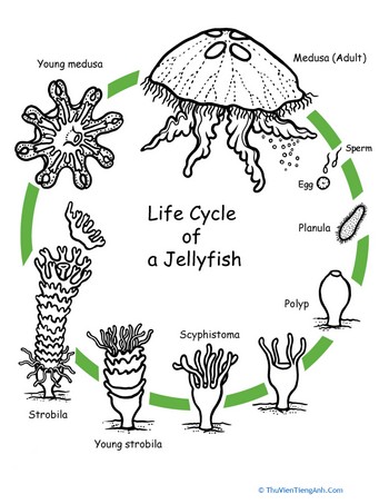 Color the Life Cycle: Jellyfish