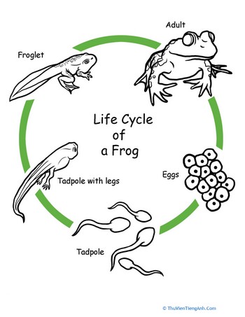 Color the Life Cycle: Frog