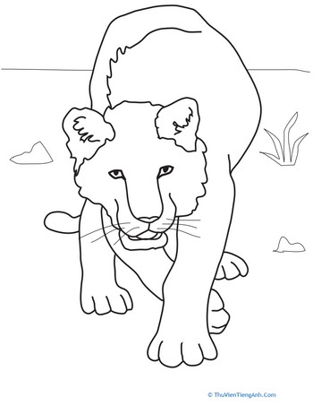 Lioness Coloring Page