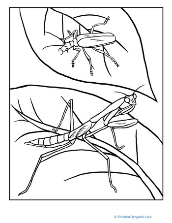 Mantis Coloring Page