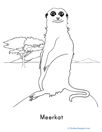 Meerkat Coloring Page