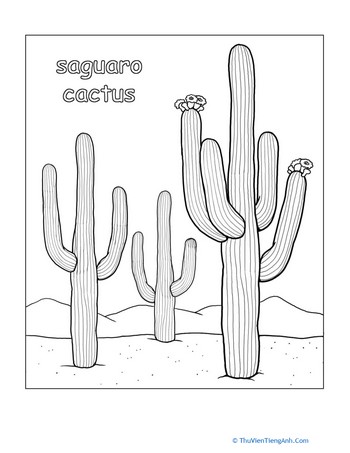 Color the Saguaro Cactus