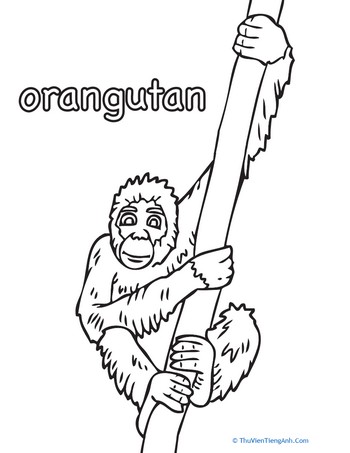 Color the Orangutan